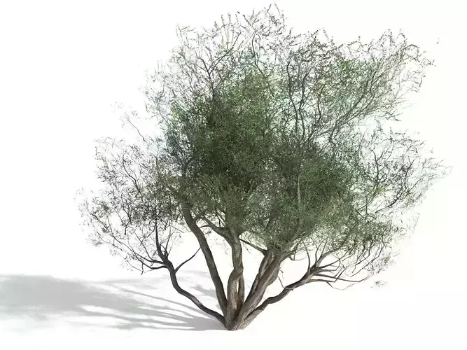 EVERYPlant Curl-Leaf Mountain Mahogany LowPoly -16 Models- Low-poly 3D model