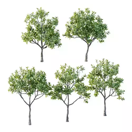 Plumeria Obtusa plant 01