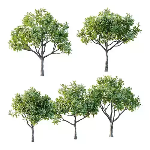 Plumeria Obtusa plant 02