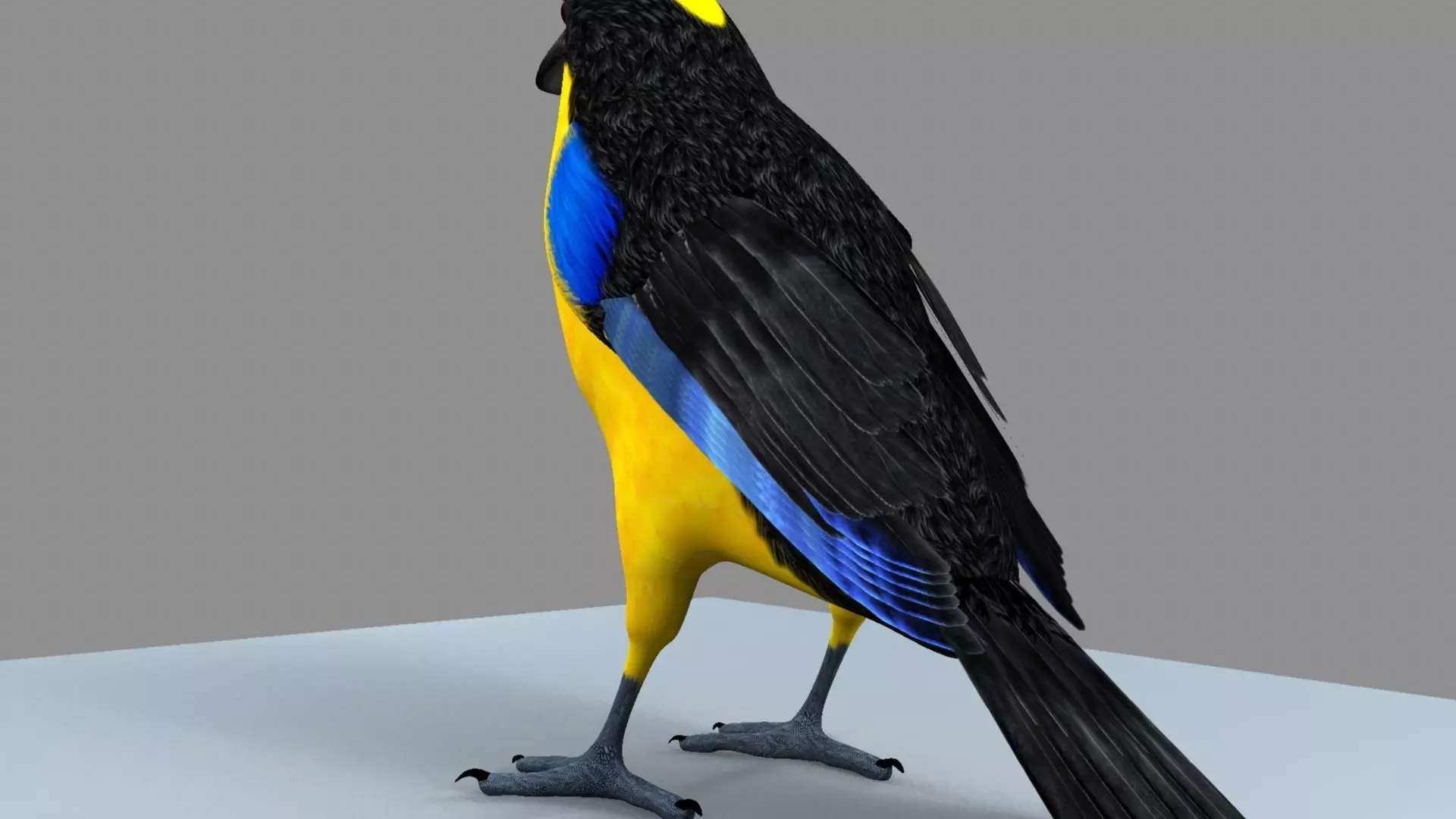 Blue winged mountain tanager close wings 3D model_10