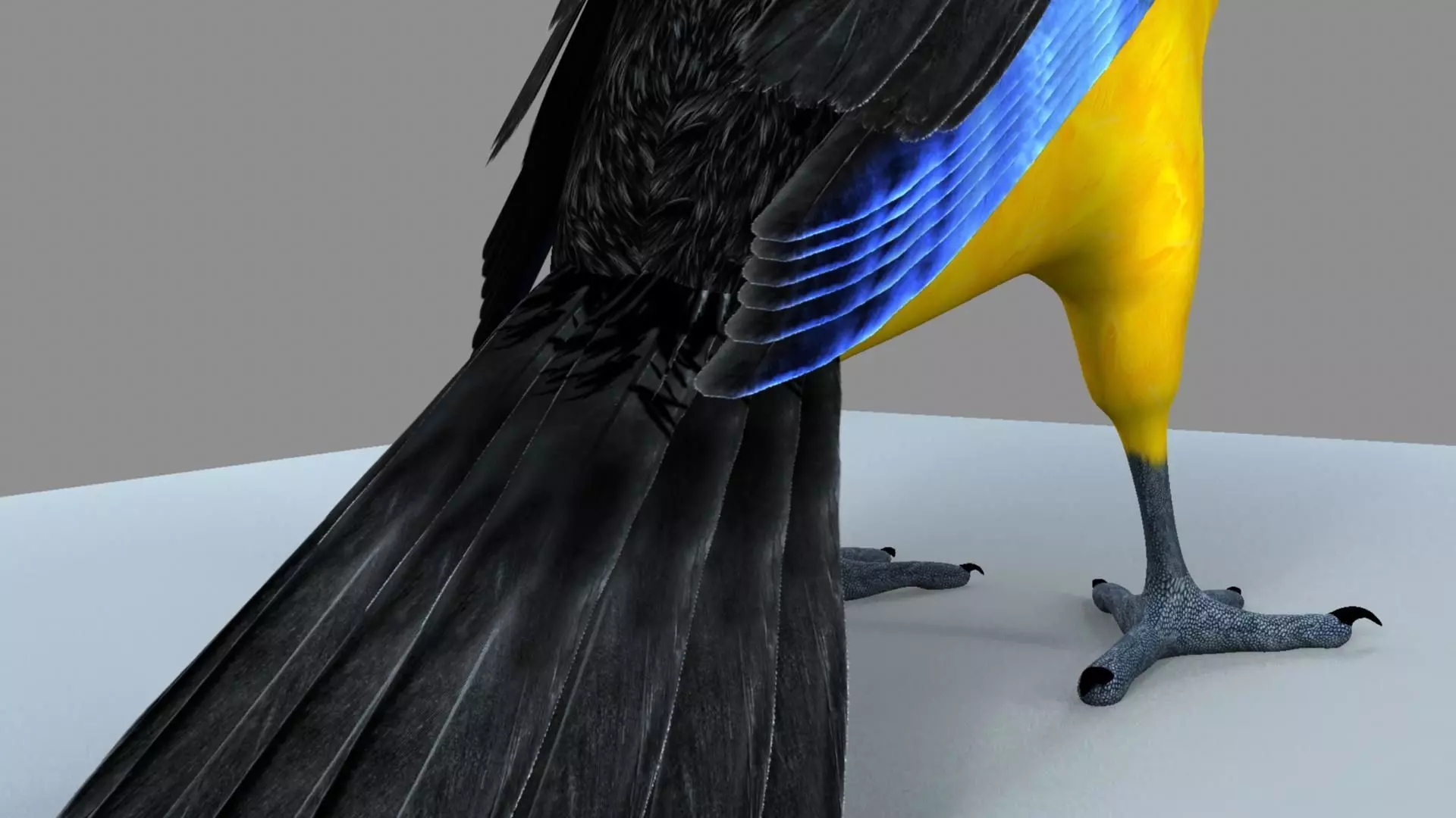 Blue winged mountain tanager close wings 3D model_2