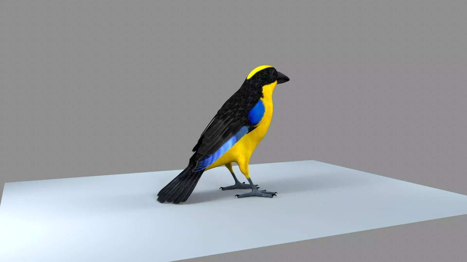 Blue winged mountain tanager close wings 3D model_12