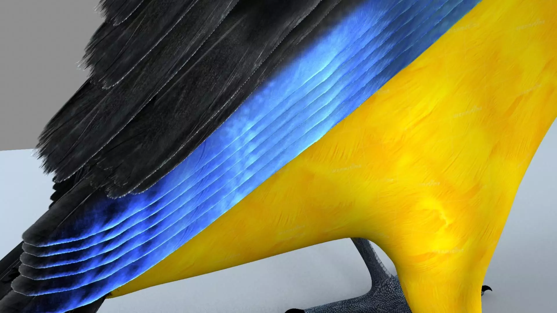 Blue winged mountain tanager close wings 3D model_15