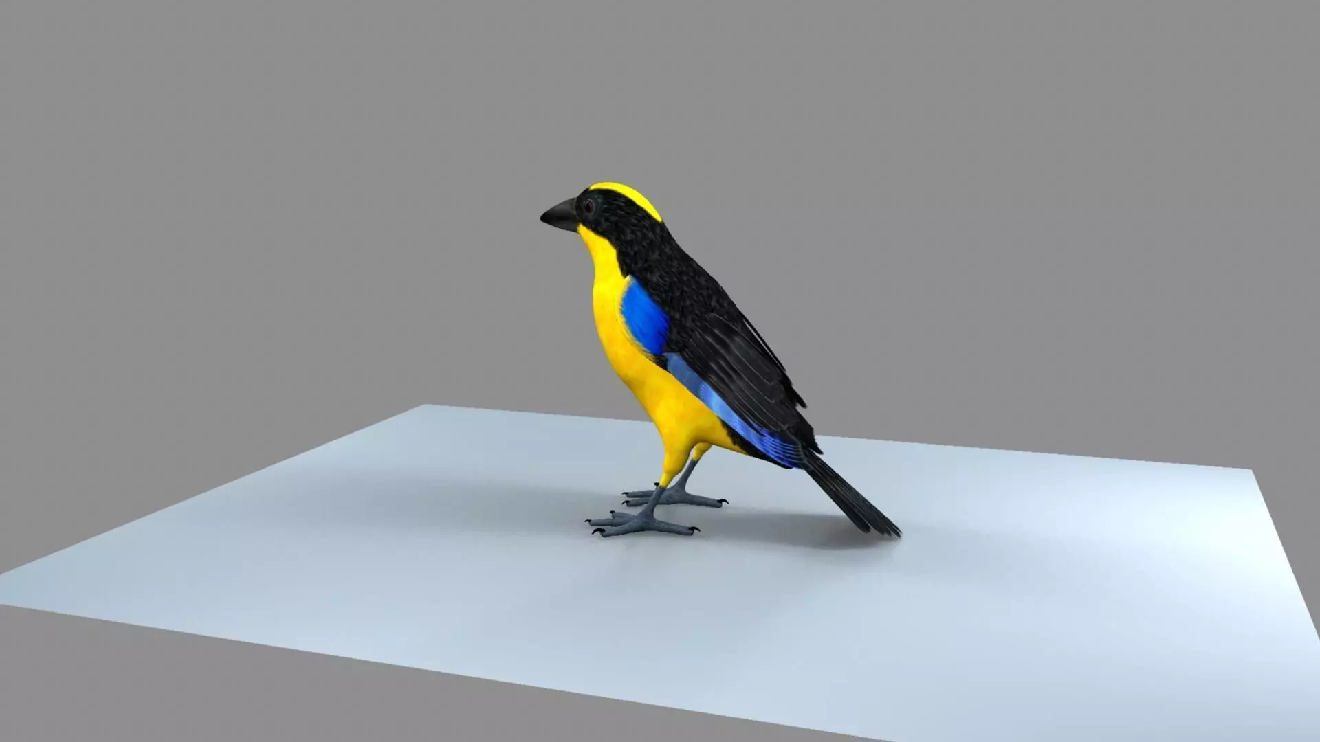 Blue winged mountain tanager close wings 3D model_0