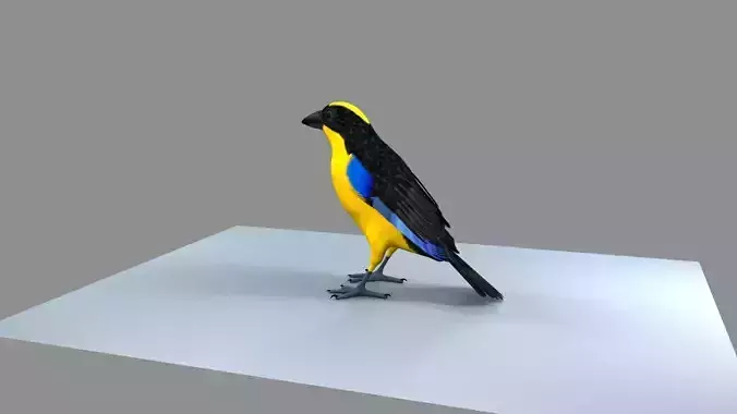 Blue winged mountain tanager close wings 3D model