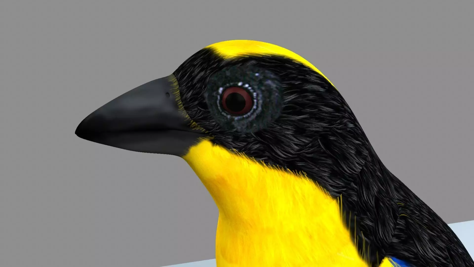 Blue winged mountain tanager close wings 3D model_5