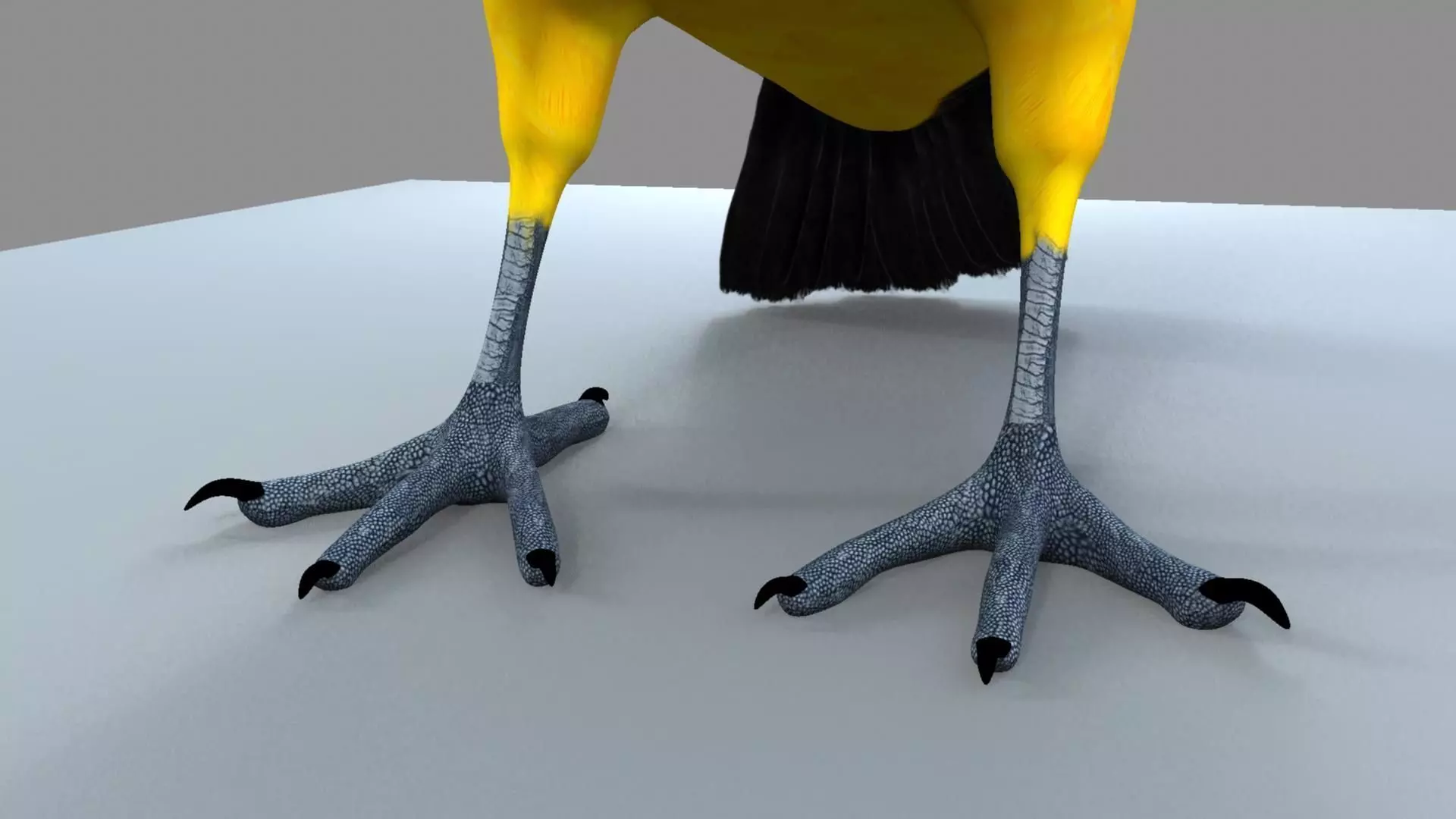 Blue winged mountain tanager close wings 3D model_6