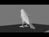 Blue winged mountain tanager close wings 3D model_1