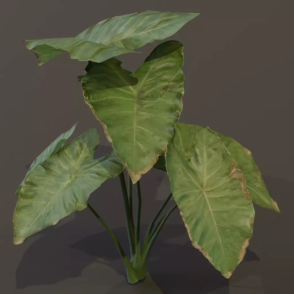 The BroadLeaf Taro Bush 3D model_7