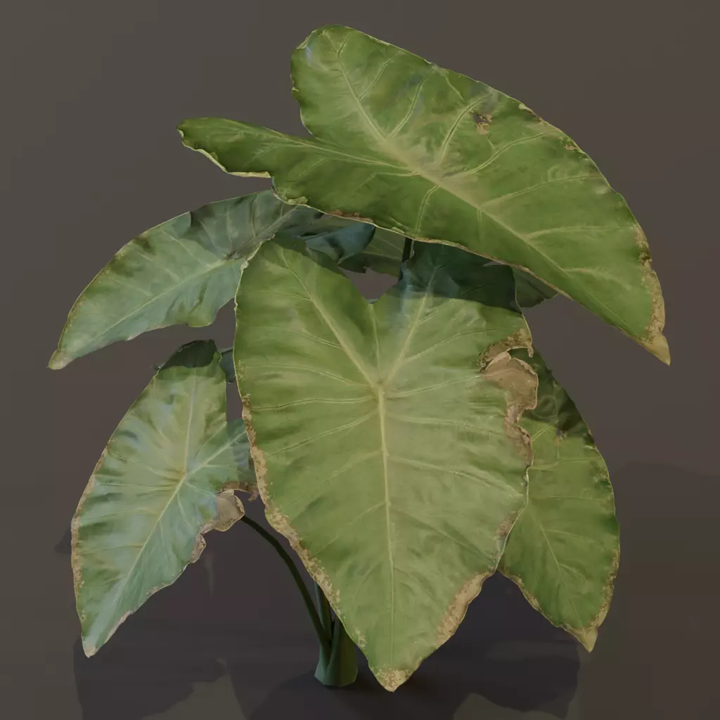 The BroadLeaf Taro Bush 3D model_18