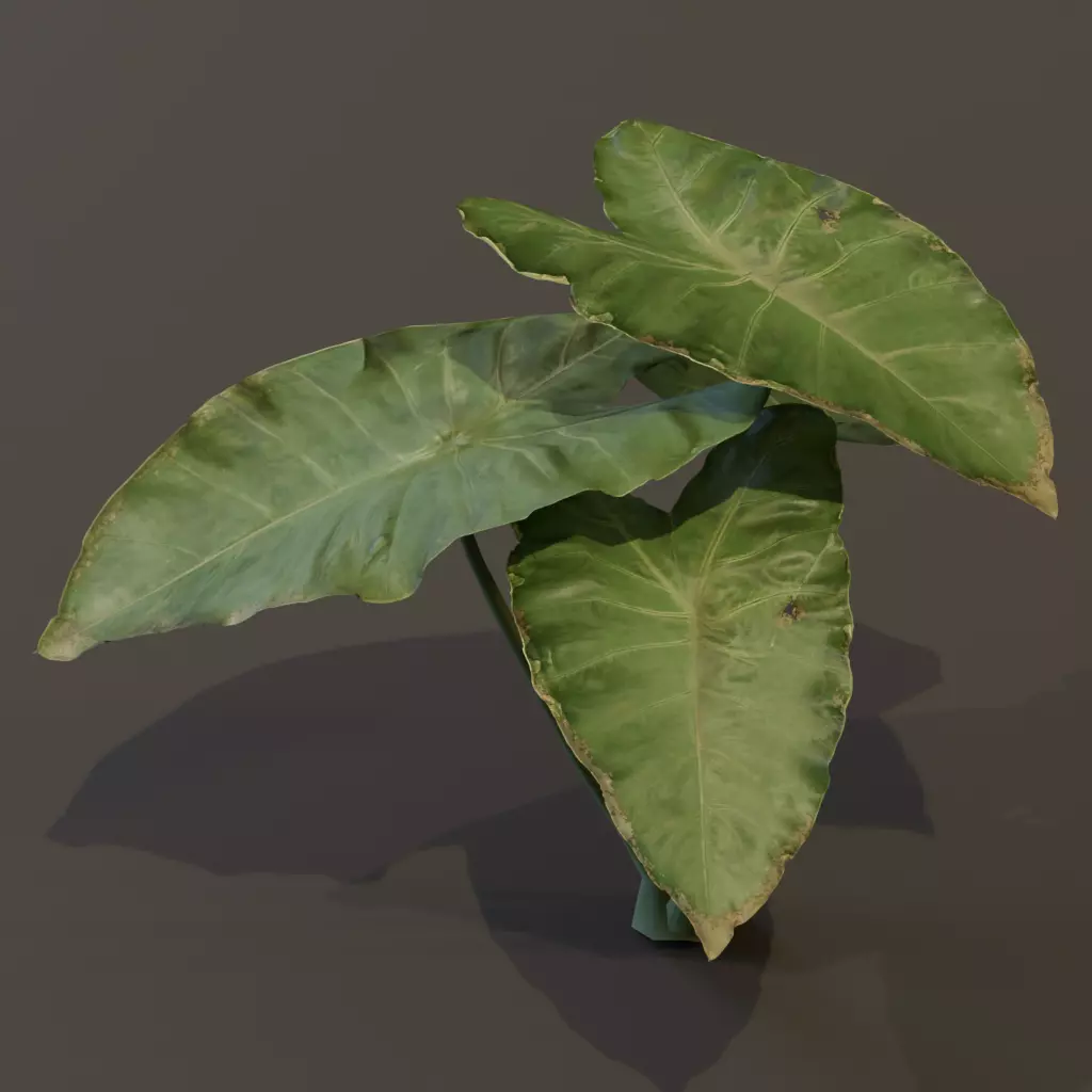 The BroadLeaf Taro Bush 3D model_15