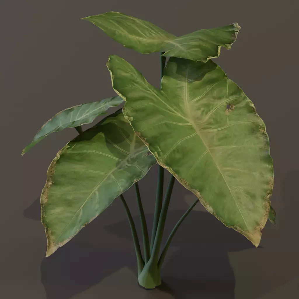 The BroadLeaf Taro Bush 3D model_12