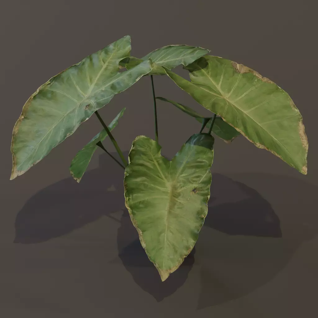 The BroadLeaf Taro Bush 3D model_17