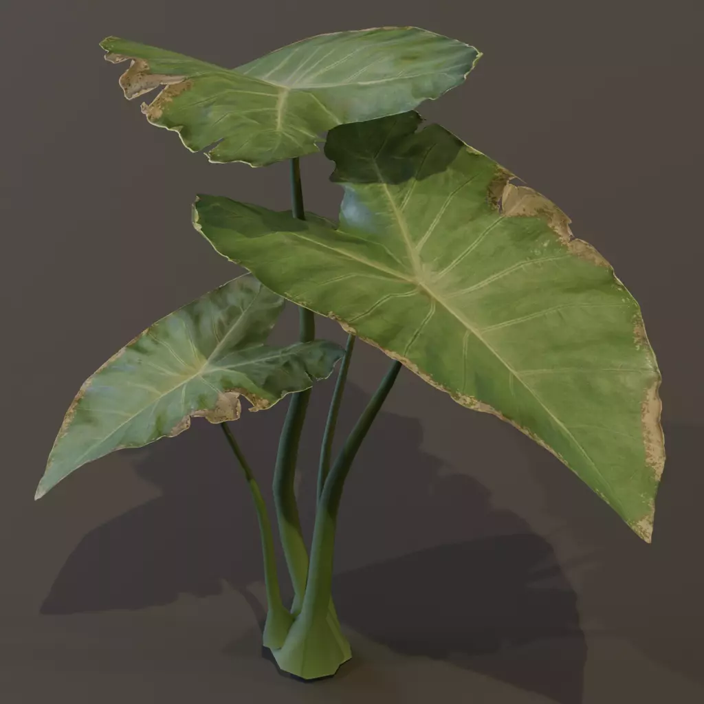The BroadLeaf Taro Bush 3D model_10