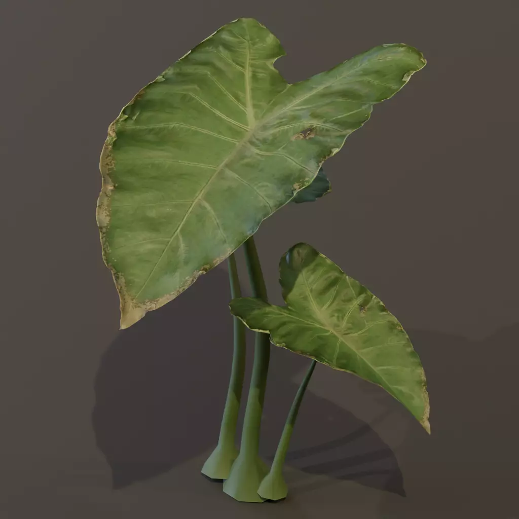 The BroadLeaf Taro Bush 3D model_9