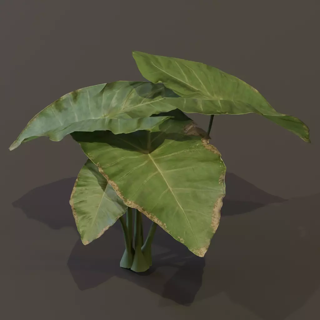 The BroadLeaf Taro Bush 3D model_16
