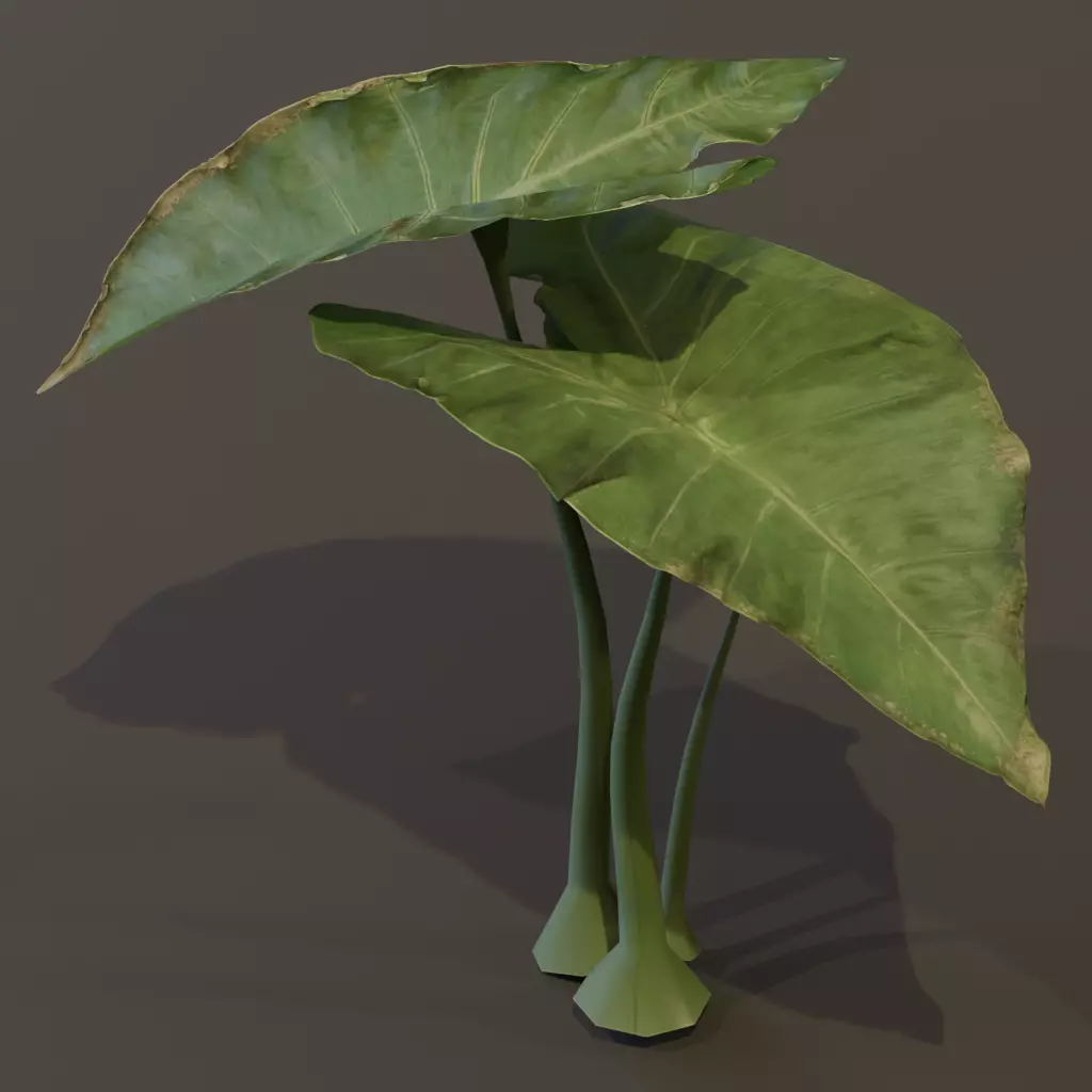 The BroadLeaf Taro Bush 3D model_13
