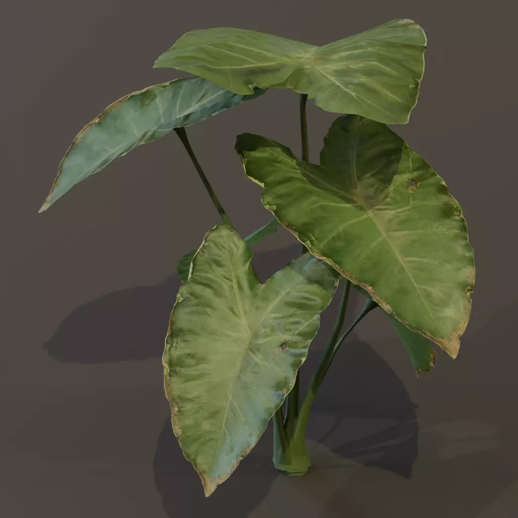 The BroadLeaf Taro Bush 3D model_14