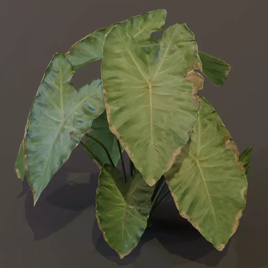 The BroadLeaf Taro Bush 3D model_6