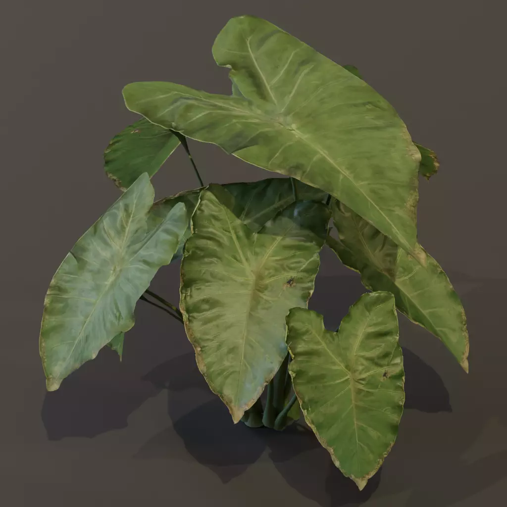 The BroadLeaf Taro Bush 3D model_1