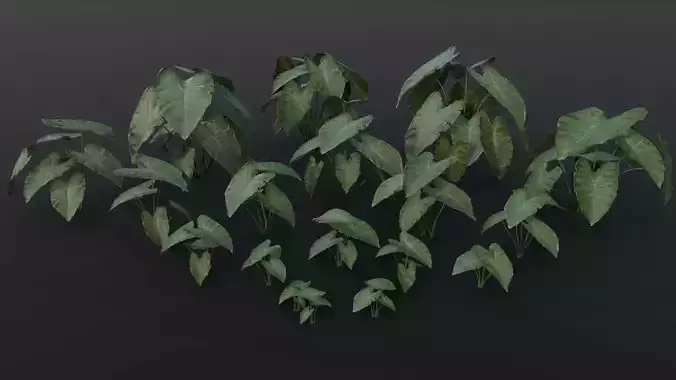 The BroadLeaf Taro Bush  3D model