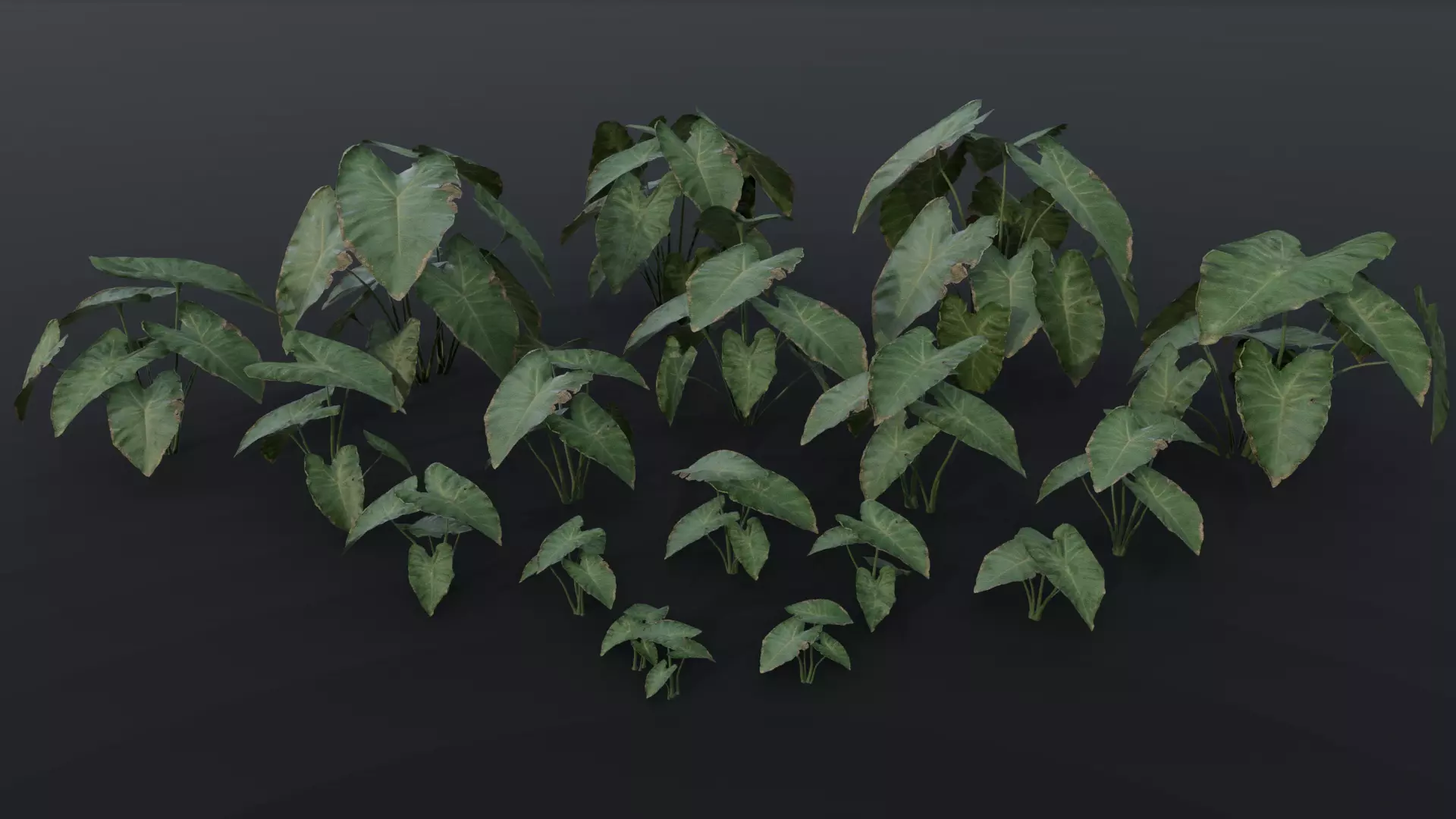 The BroadLeaf Taro Bush 3D model_0