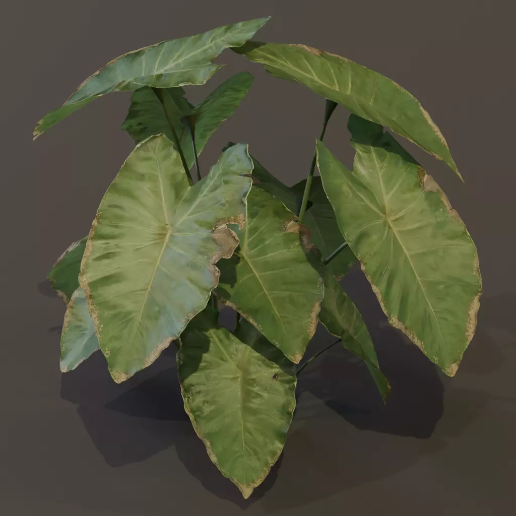 The BroadLeaf Taro Bush 3D model_2