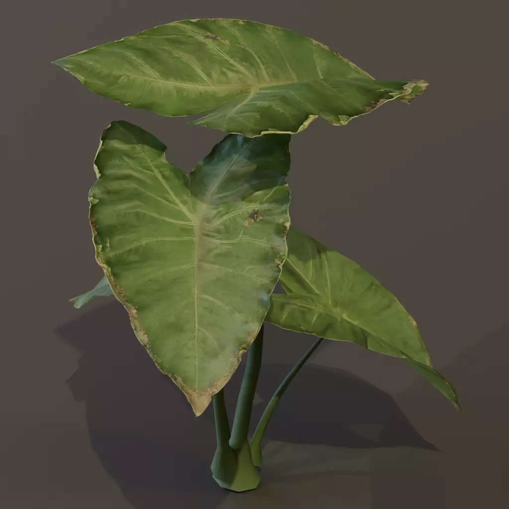 The BroadLeaf Taro Bush 3D model_11