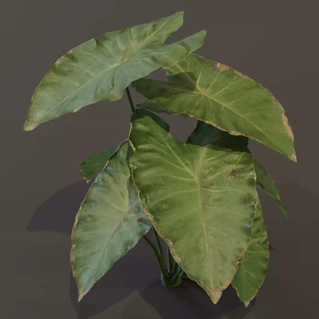 The BroadLeaf Taro Bush 3D model_8