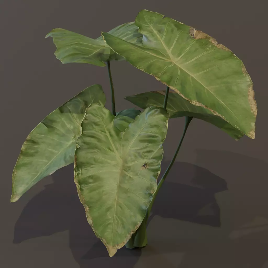 The BroadLeaf Taro Bush 3D model_4