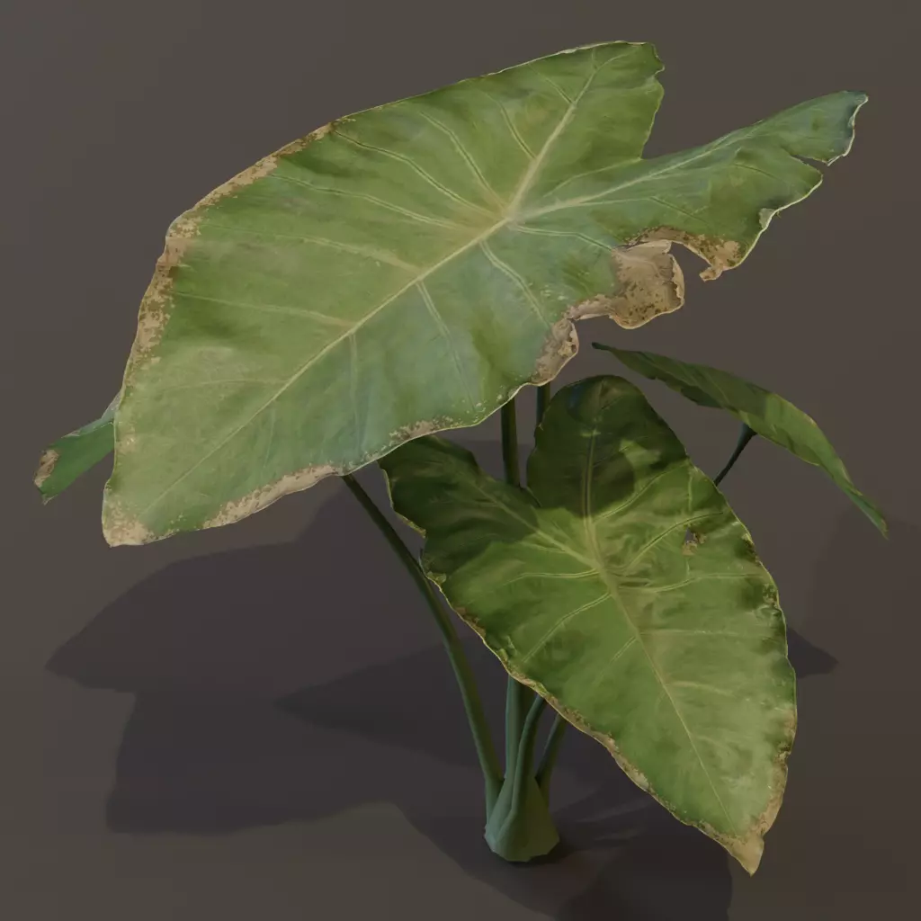 The BroadLeaf Taro Bush 3D model_3