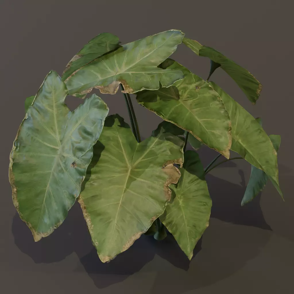 The BroadLeaf Taro Bush 3D model_5