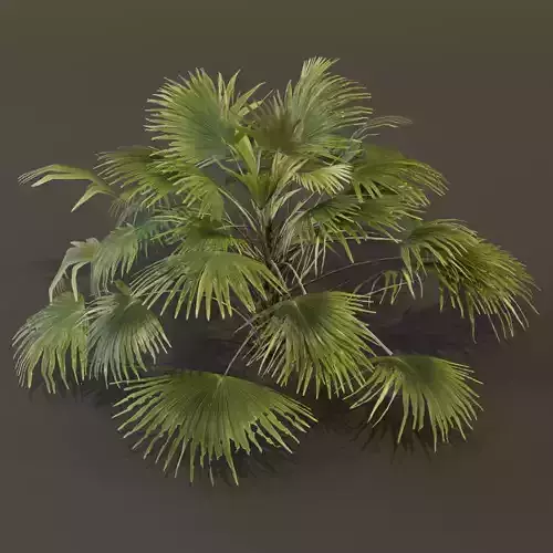 The Chinese Palm Bush