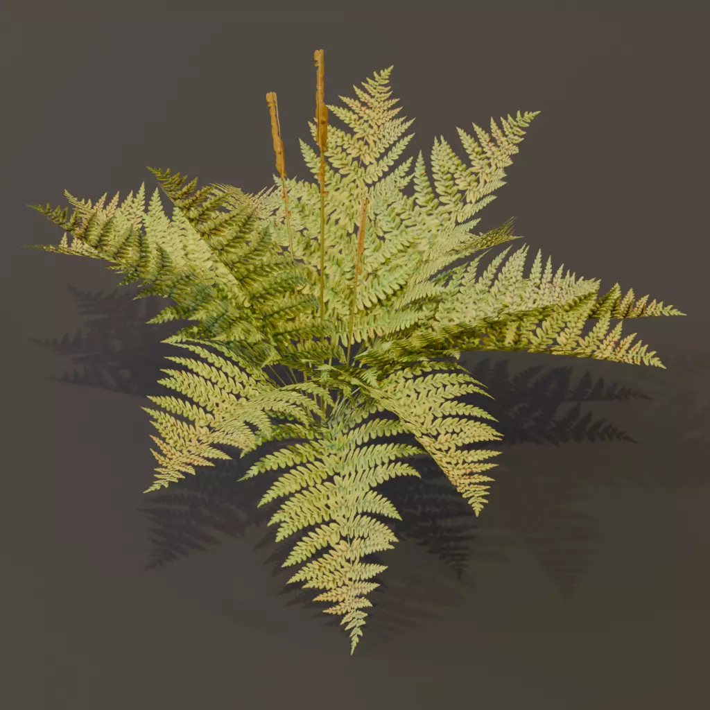 The Cinnamon Fern Bush 3D model_2