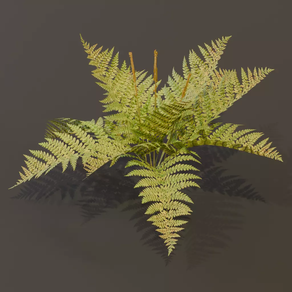 The Cinnamon Fern Bush 3D model_10