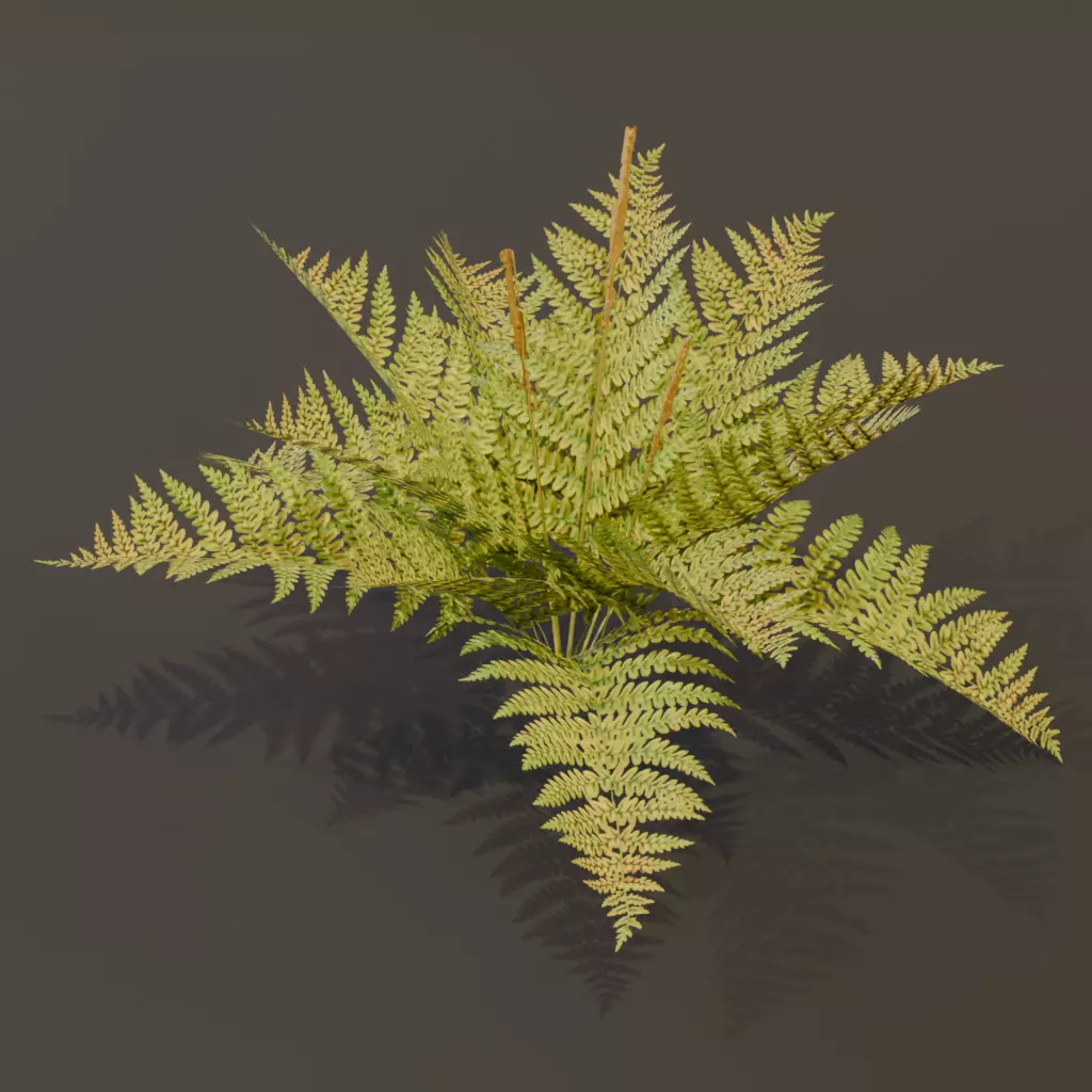 The Cinnamon Fern Bush 3D model_3