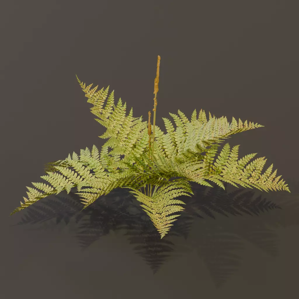 The Cinnamon Fern Bush 3D model_9