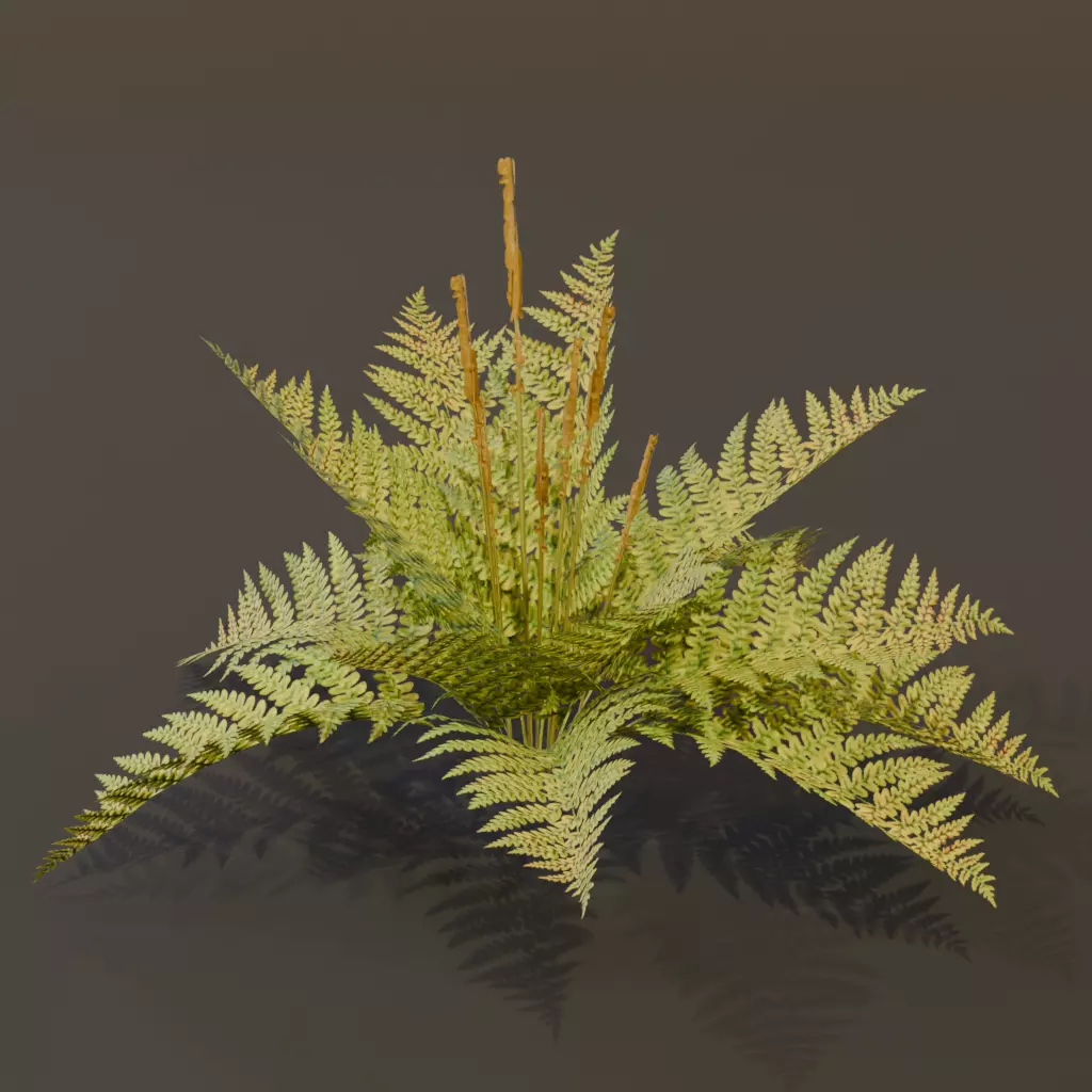 The Cinnamon Fern Bush 3D model_0