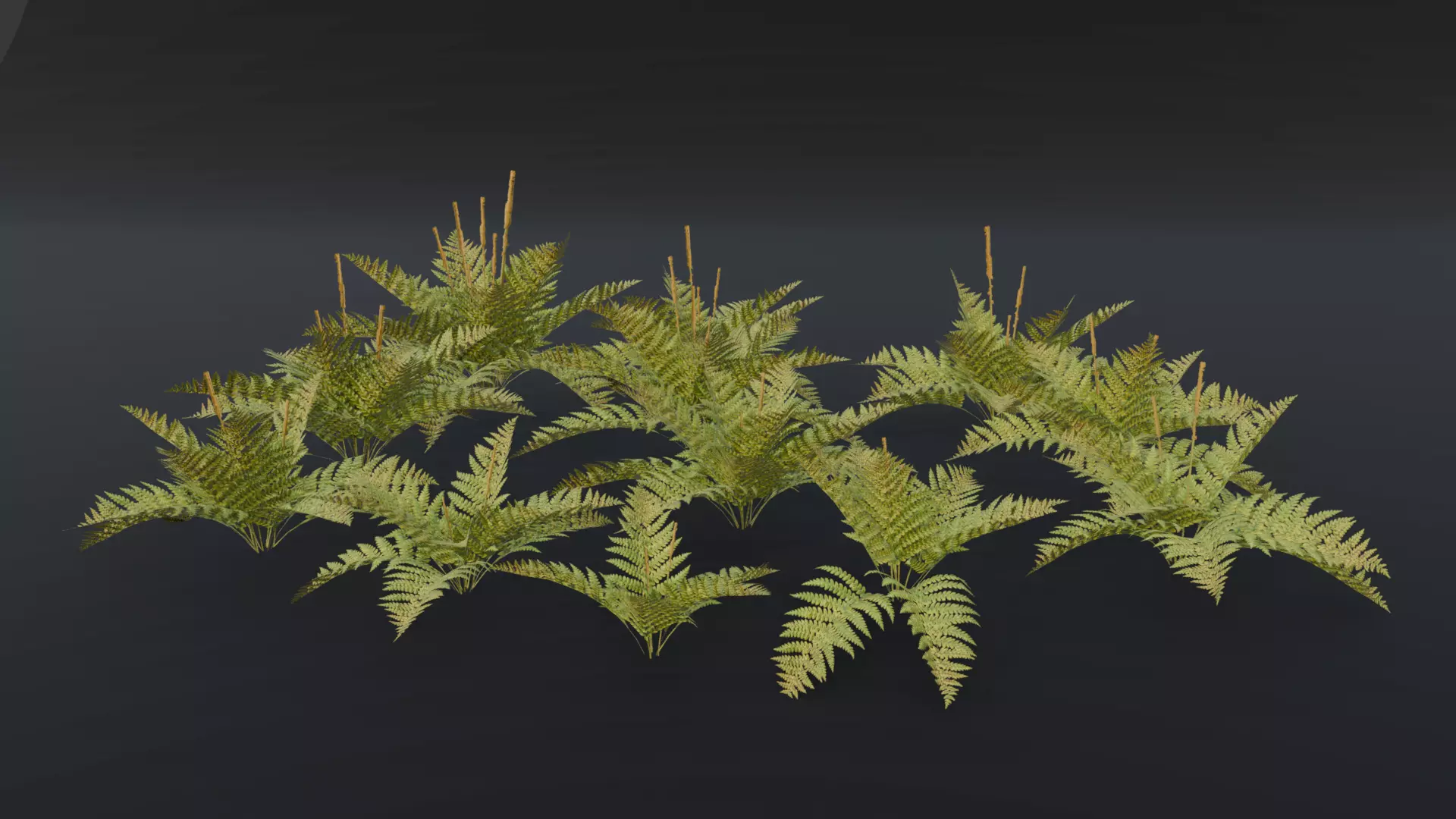 The Cinnamon Fern Bush 3D model_12