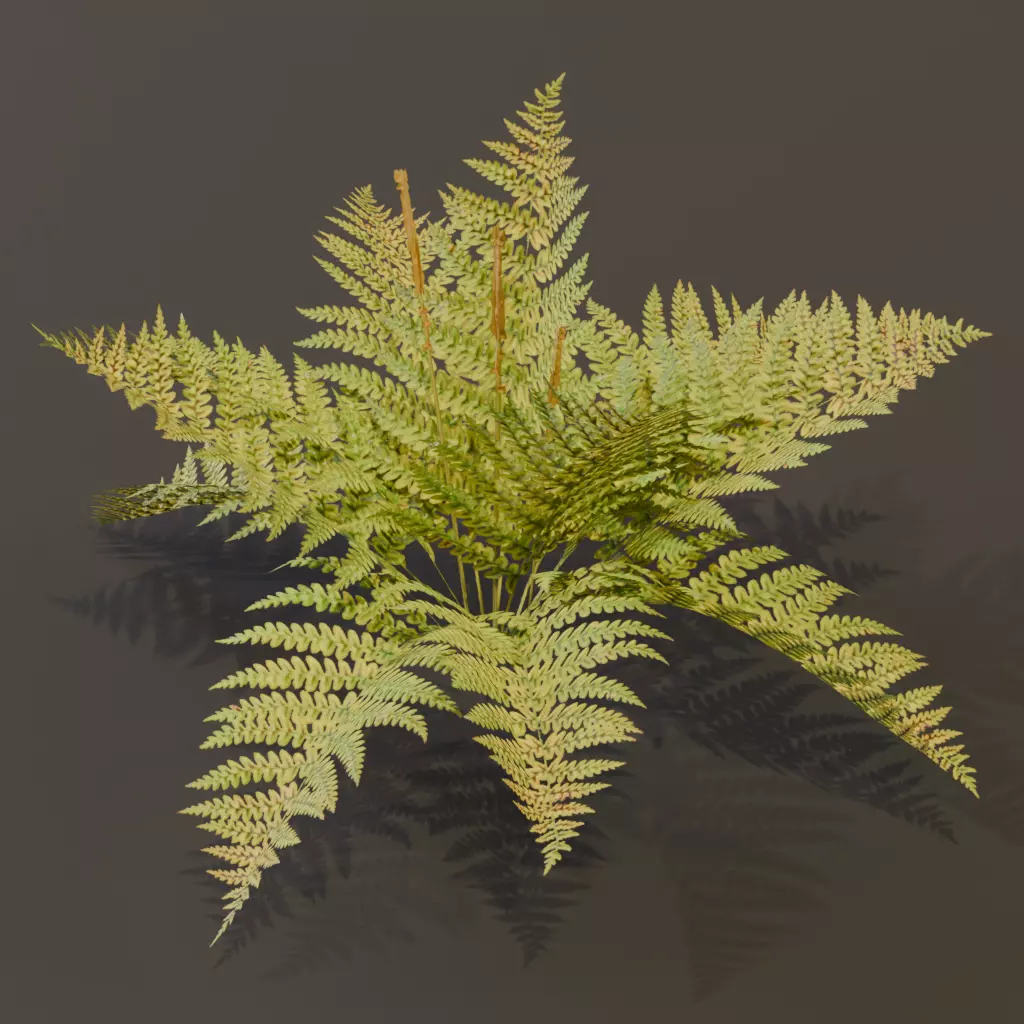 The Cinnamon Fern Bush 3D model_8