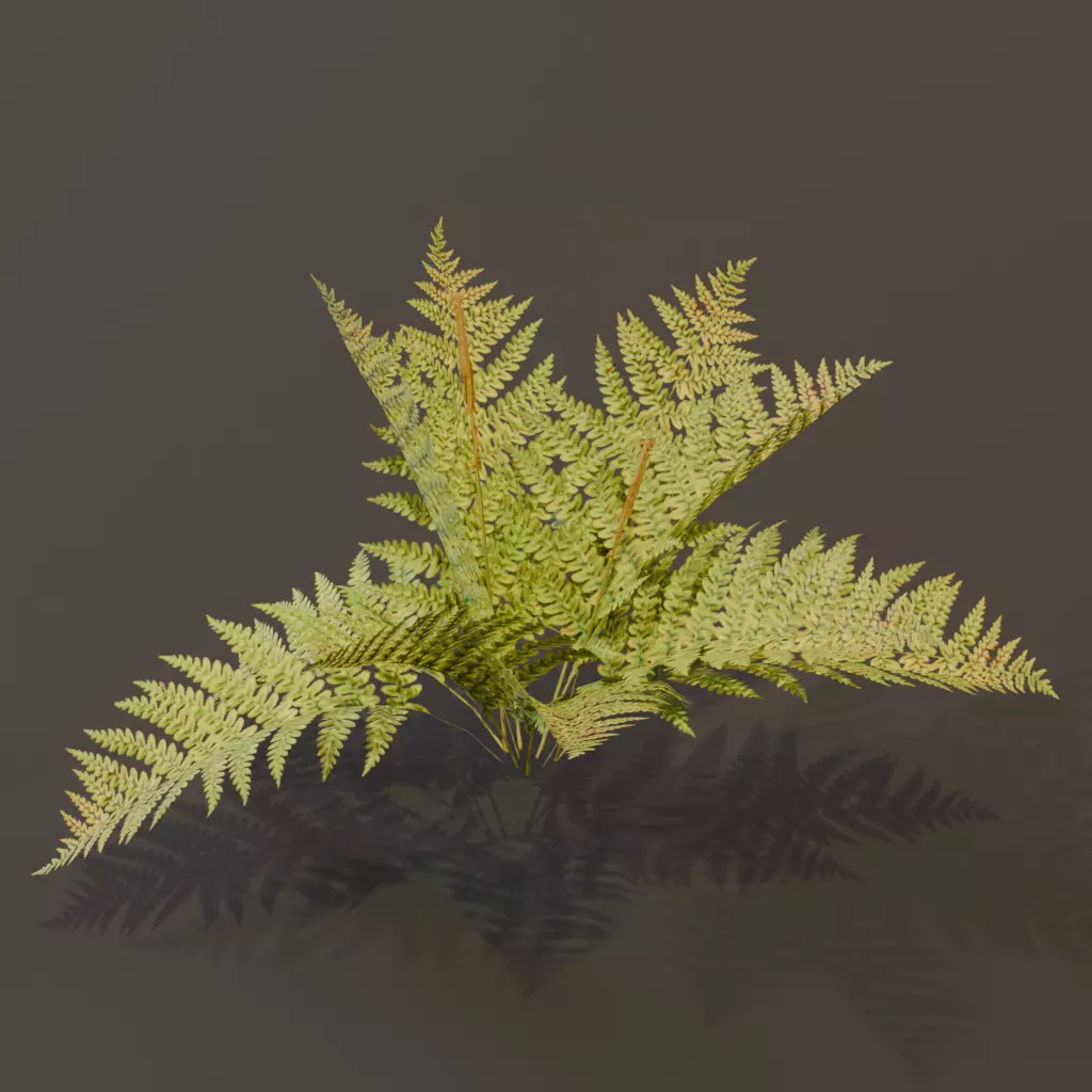 The Cinnamon Fern Bush 3D model_6
