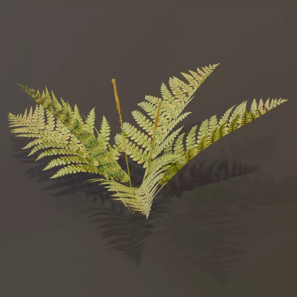The Cinnamon Fern Bush 3D model_7