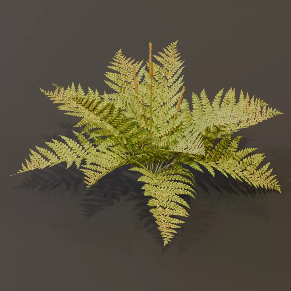 The Cinnamon Fern Bush 3D model_1