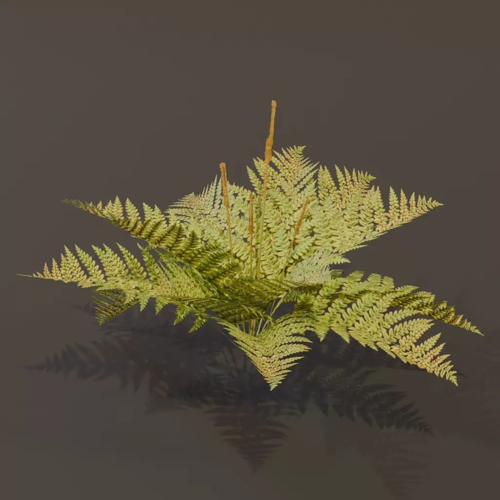 The Cinnamon Fern Bush 3D model_4