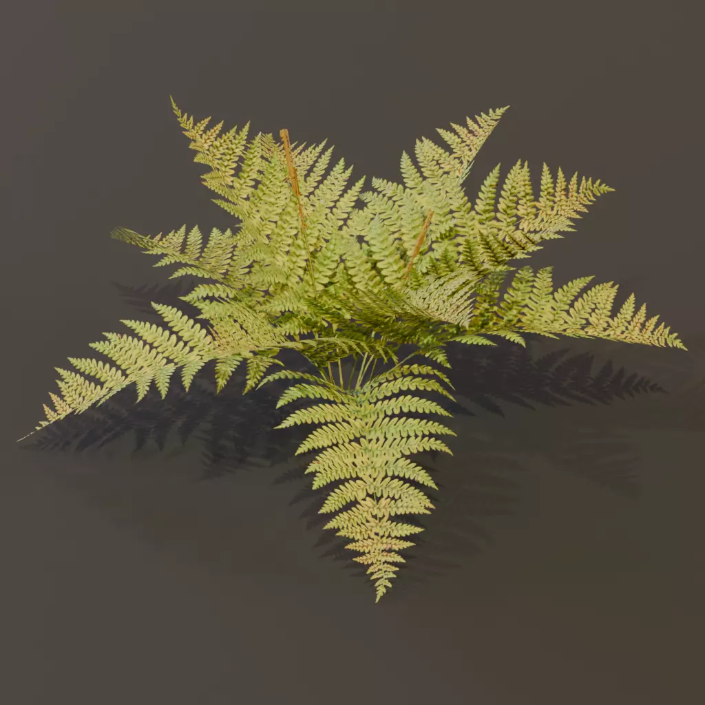 The Cinnamon Fern Bush 3D model_5