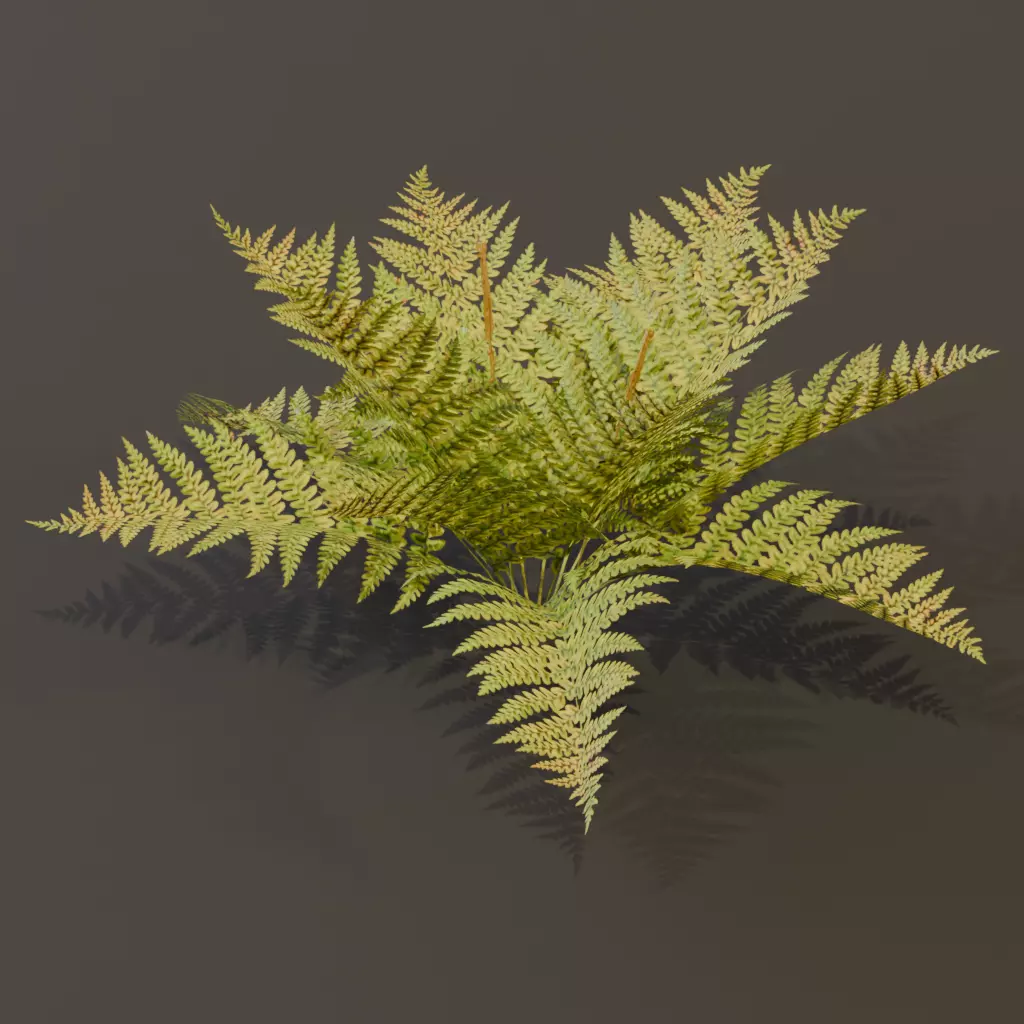 The Cinnamon Fern Bush 3D model_11