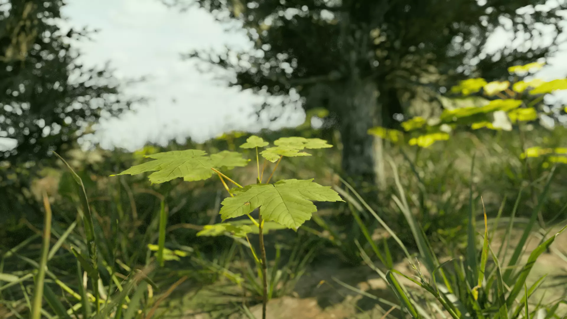 Ultra Realistic FOREST 3D model_1