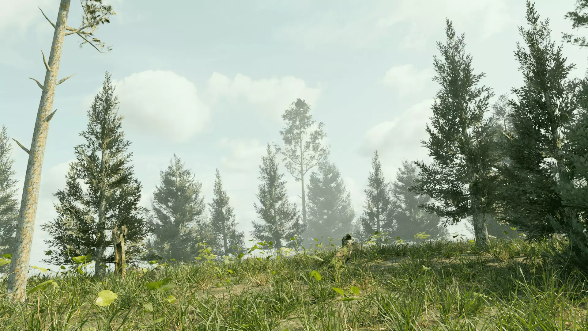 Ultra Realistic FOREST 3D model_0