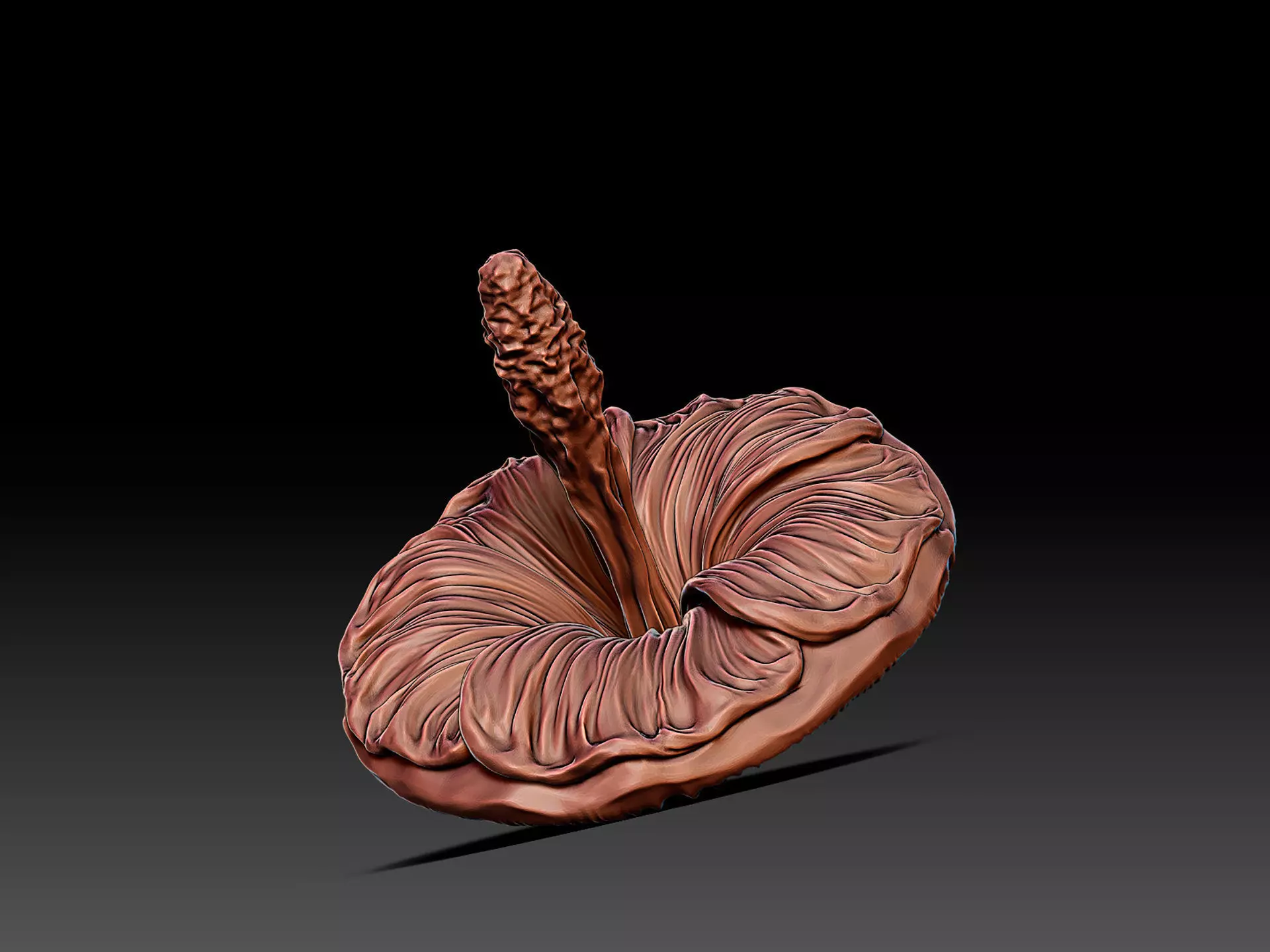 Mallow Flower Spinning Top Toy or Decor 3D print model_3