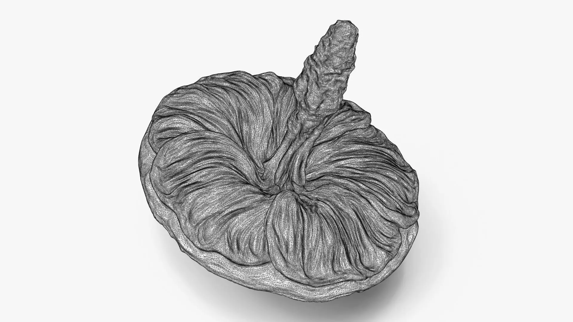 Mallow Flower Spinning Top Toy or Decor 3D print model_8